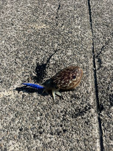 コウイカの釣果