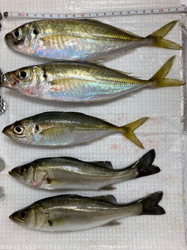 アジの釣果