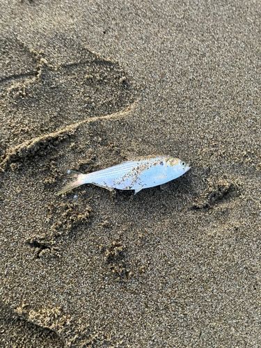 コノシロの釣果