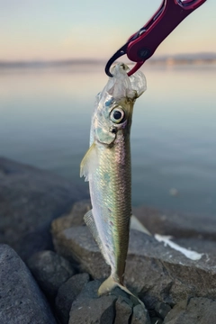 ヒラの釣果