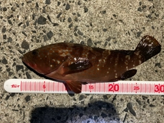 キジハタの釣果