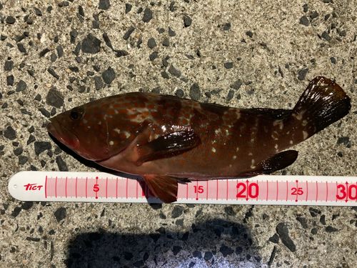 キジハタの釣果