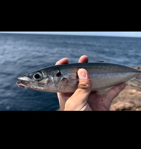 クサヤモロの釣果