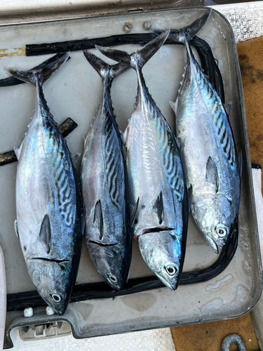 スマカツオの釣果