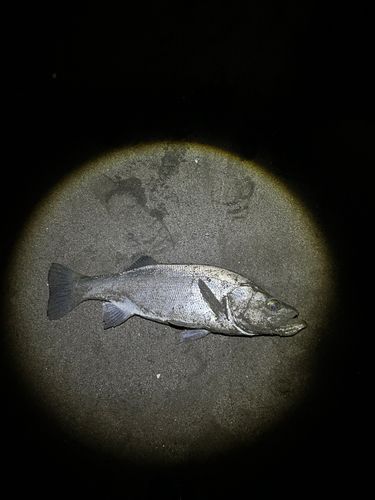 ヒラスズキの釣果