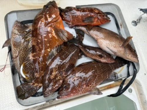 オオモンハタの釣果