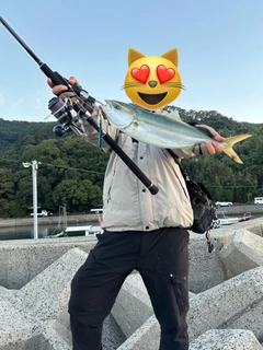 ヤズの釣果