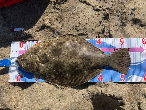 ヒラメの釣果