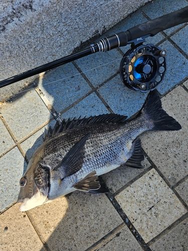 クロダイの釣果