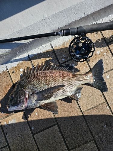 クロダイの釣果