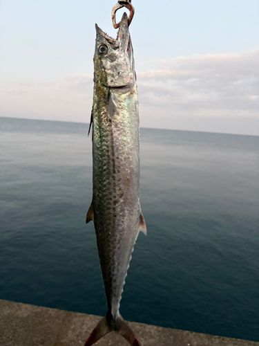 サゴシの釣果