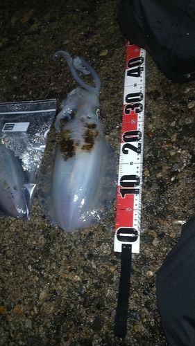 アオリイカの釣果