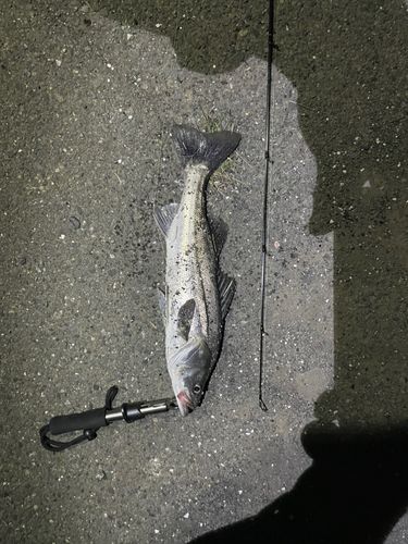 長良川揖斐川合流点