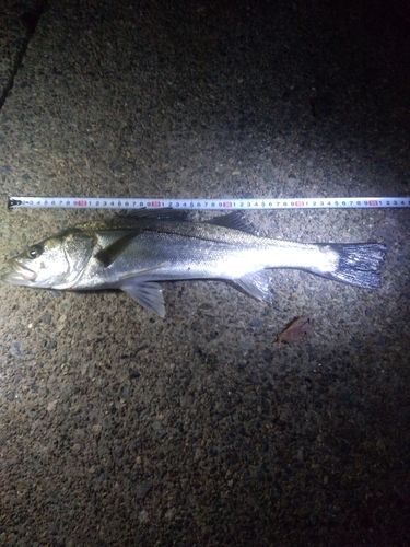 セイゴ（マルスズキ）の釣果