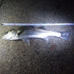 セイゴ（マルスズキ）