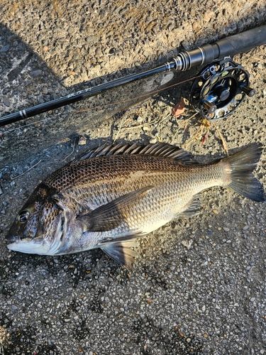 クロダイの釣果