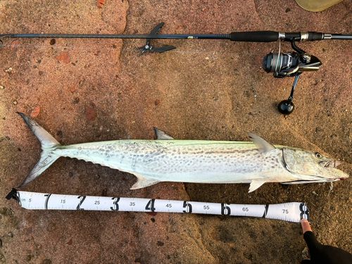 サワラの釣果