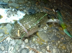 クサフグの釣果