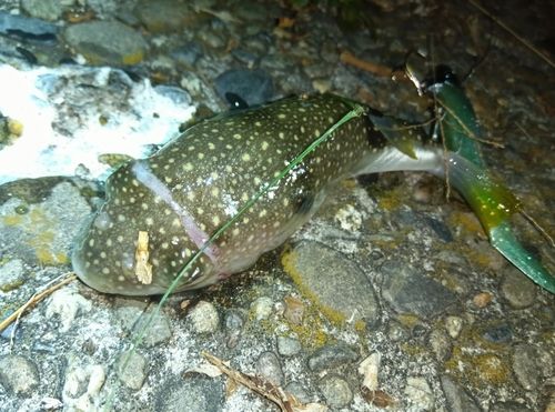 クサフグの釣果