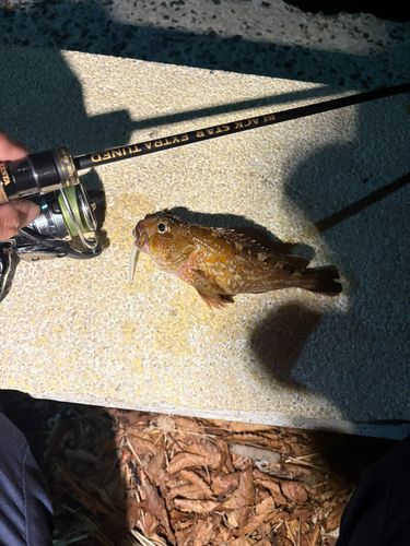 アラカブの釣果