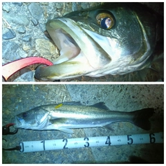 シーバスの釣果
