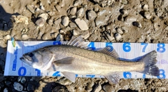 シーバスの釣果