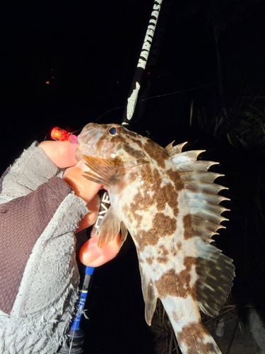 ベッコウゾイの釣果