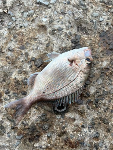 チャリコの釣果