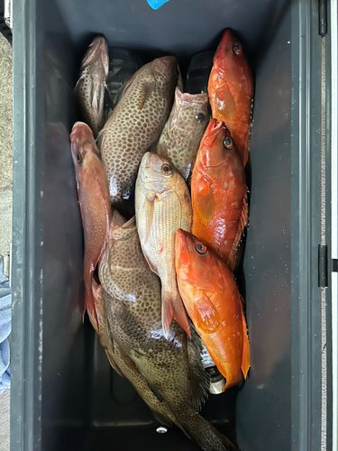 オオモンハタの釣果