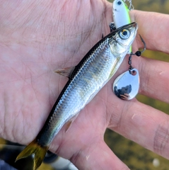 オイカワの釣果