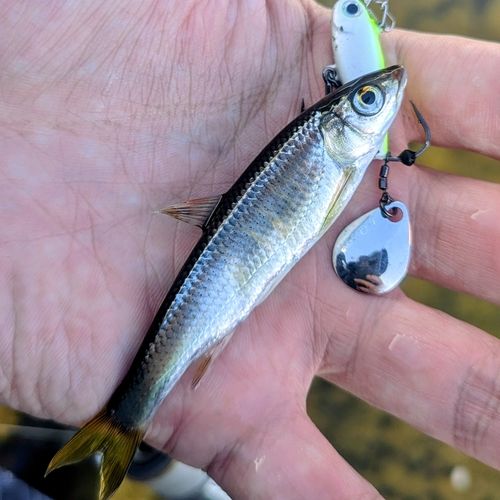 オイカワの釣果