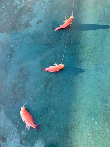 アカオビハナダイの釣果