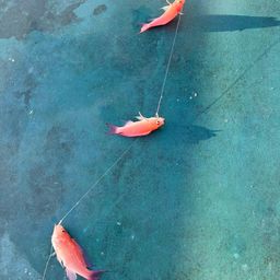 アカオビハナダイ