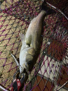 セイゴ（マルスズキ）の釣果