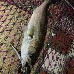 セイゴ（マルスズキ）