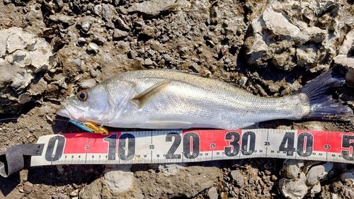 シーバスの釣果