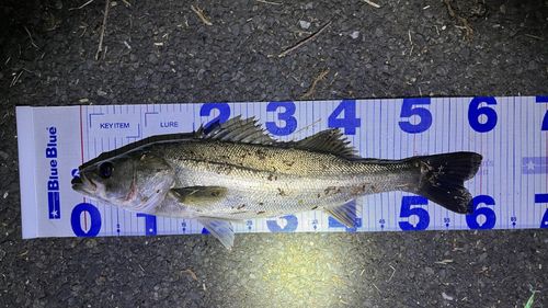 シーバスの釣果