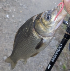 フナの釣果