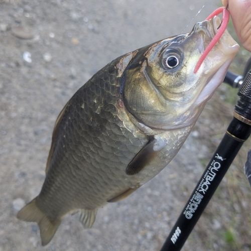 フナの釣果