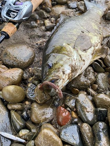 スモールマウスバスの釣果