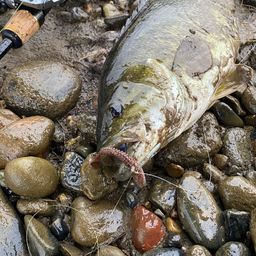 スモールマウスバス