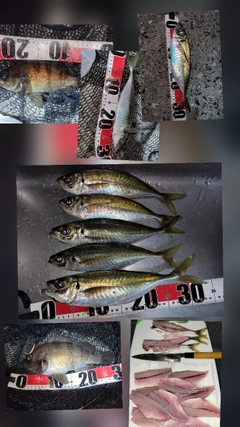 アジの釣果