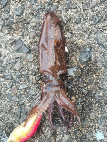 ヒイカの釣果