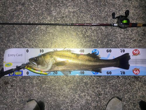 シーバスの釣果