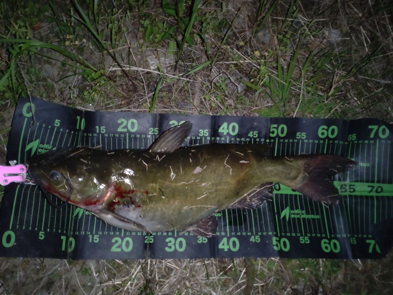 アメリカンキャットフィッシュ