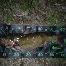 アメリカンキャットフィッシュ