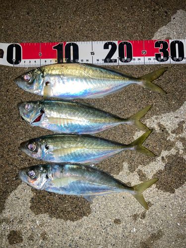 マアジの釣果