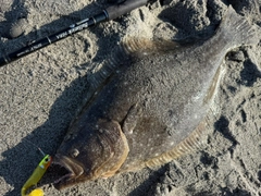 ヒラメの釣果