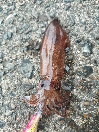 ヒイカの釣果