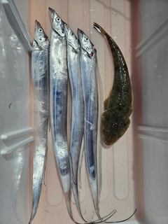 タチウオの釣果